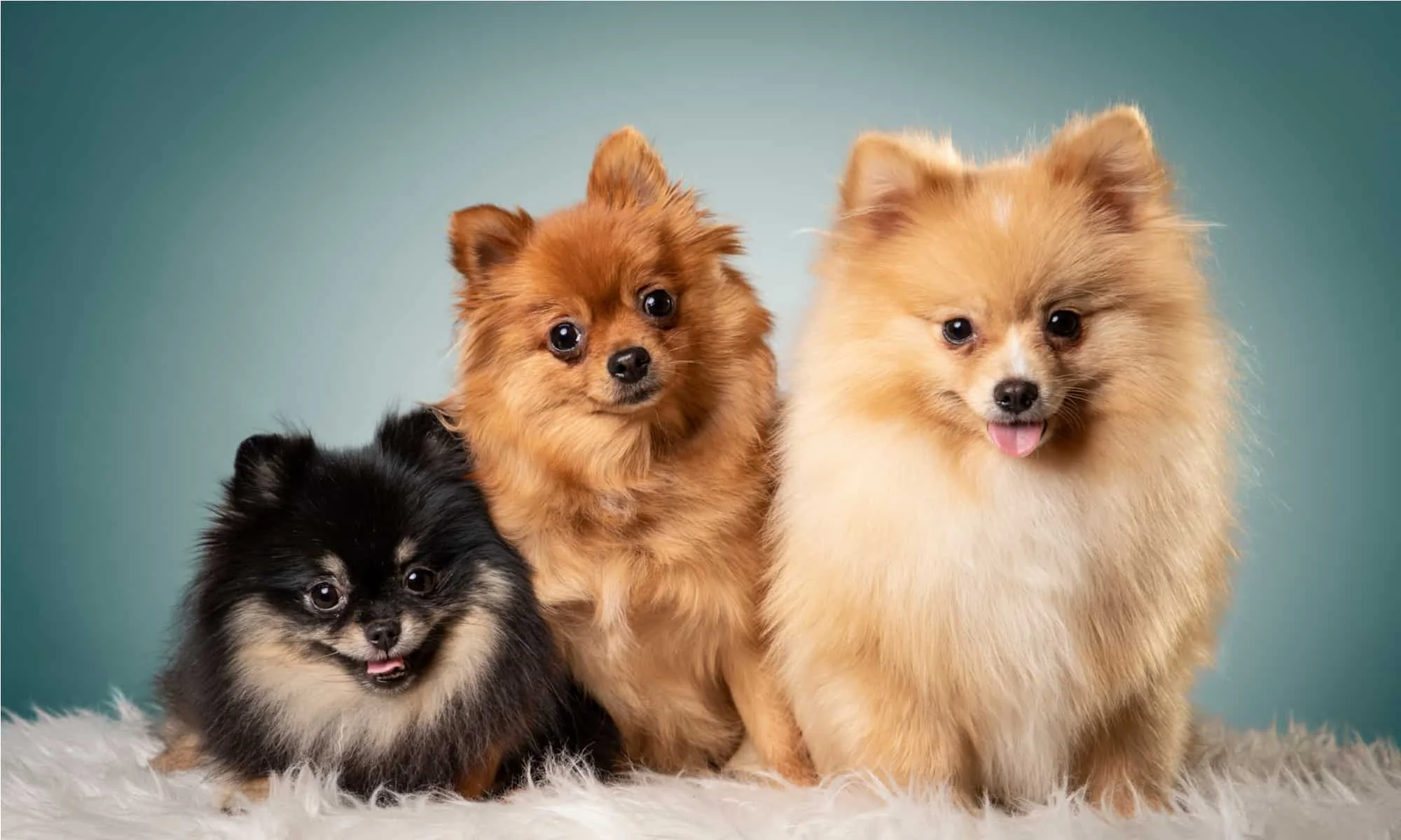 Pom puppies bij Engel Pups